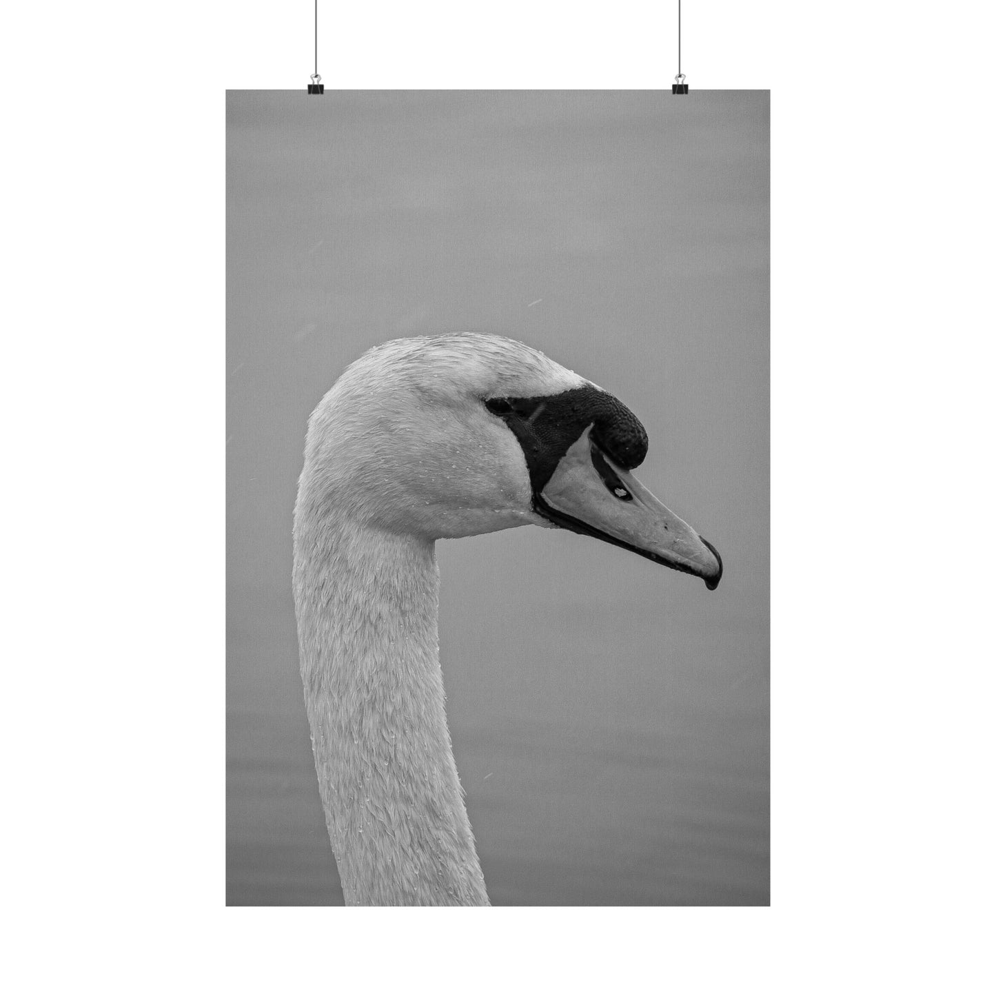 "The Swan" Matte Vertical Posters